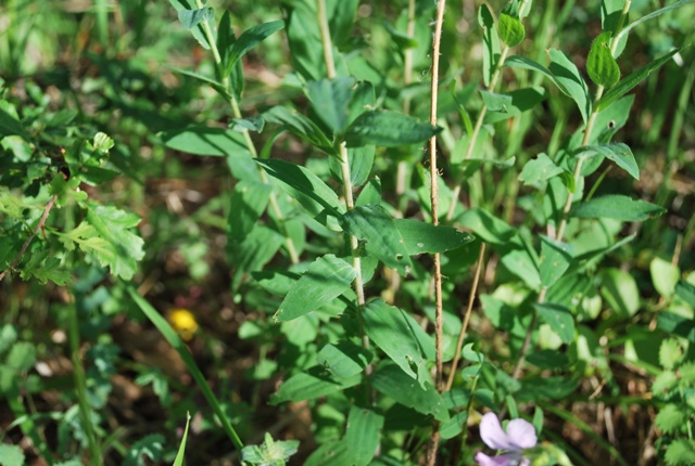 Linum viscosum